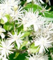 /album/fotogalerie/clematis-jpg/