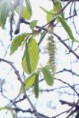 /album/fotogalerie/hornbeam-jpg/