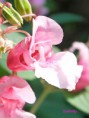 /album/fotogalerie/impatiens-jpg/