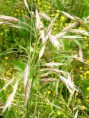 /album/fotogalerie/wild-oat-jpg/